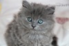 Britská modrá kočička k rezervaci 