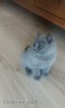 Britske modré koťátko  - foto 1