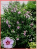 Hibiscus Syriacus L - Ibišek syrský fialový - seme