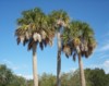 Naklíčená semena palma Sabal Palmetto
