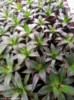 Sazenice Agave horrida subsp. horrida 'Mexcalmetl'