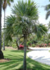 Sazenice palma Leucothrinax morrisii