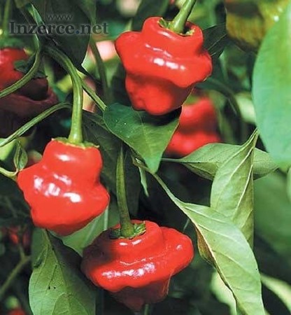 Chilli Jamaican Red Balení obsahuje 10 semen