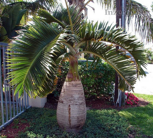 Sazenice palma Hyophorbe lagenicaulis 