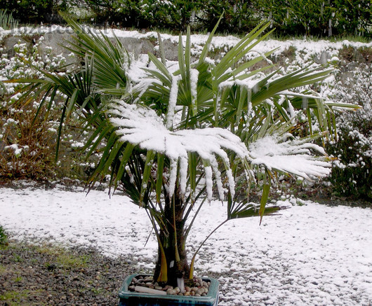 Sazenice palma Trachycarpus fortunei 4-5 listů