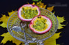 Sazenice Passiflora edulis - mučenka jedlá  - foto 2